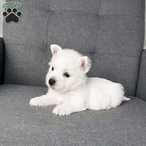 Haily, West Highland Terrier Puppy
